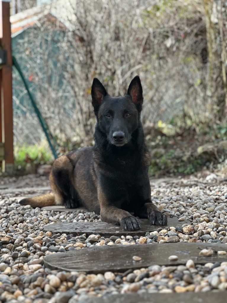 S?croc des terres d’ares