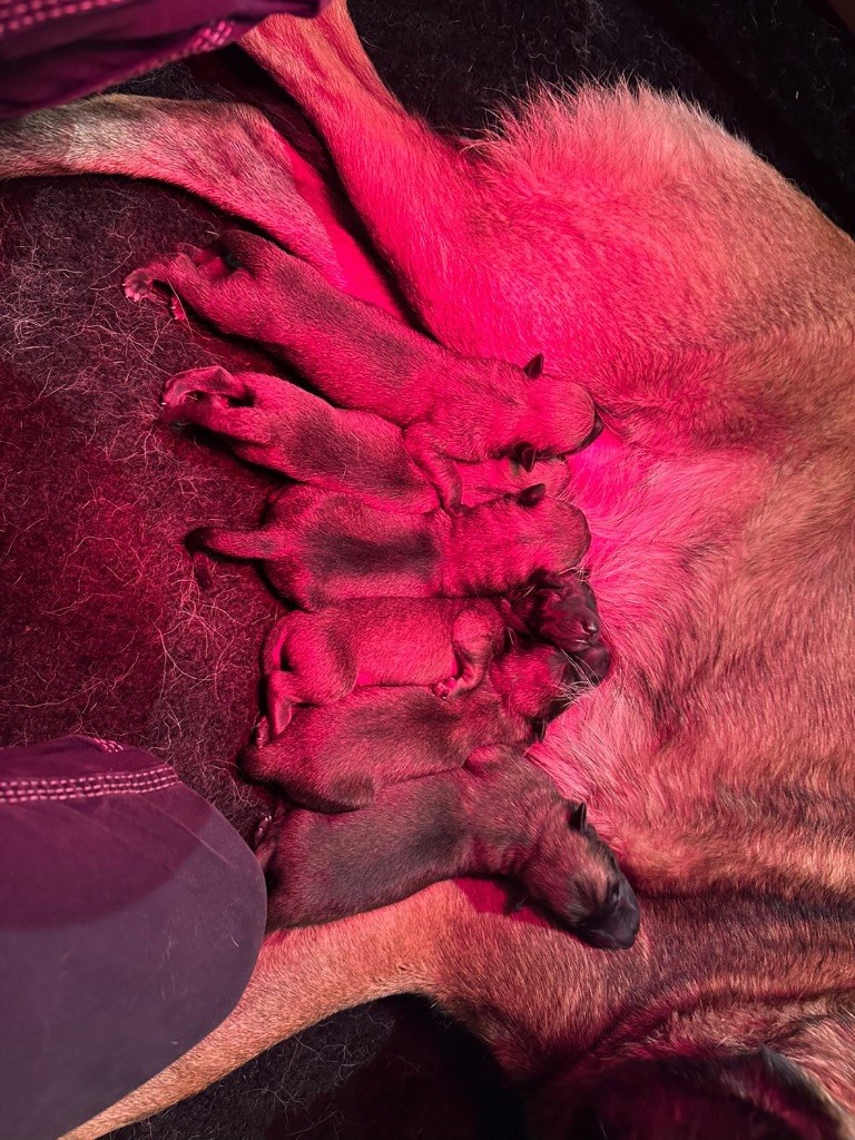 Des Douceurs De Rive - Berger Belge - Portée née le 10/09/2025